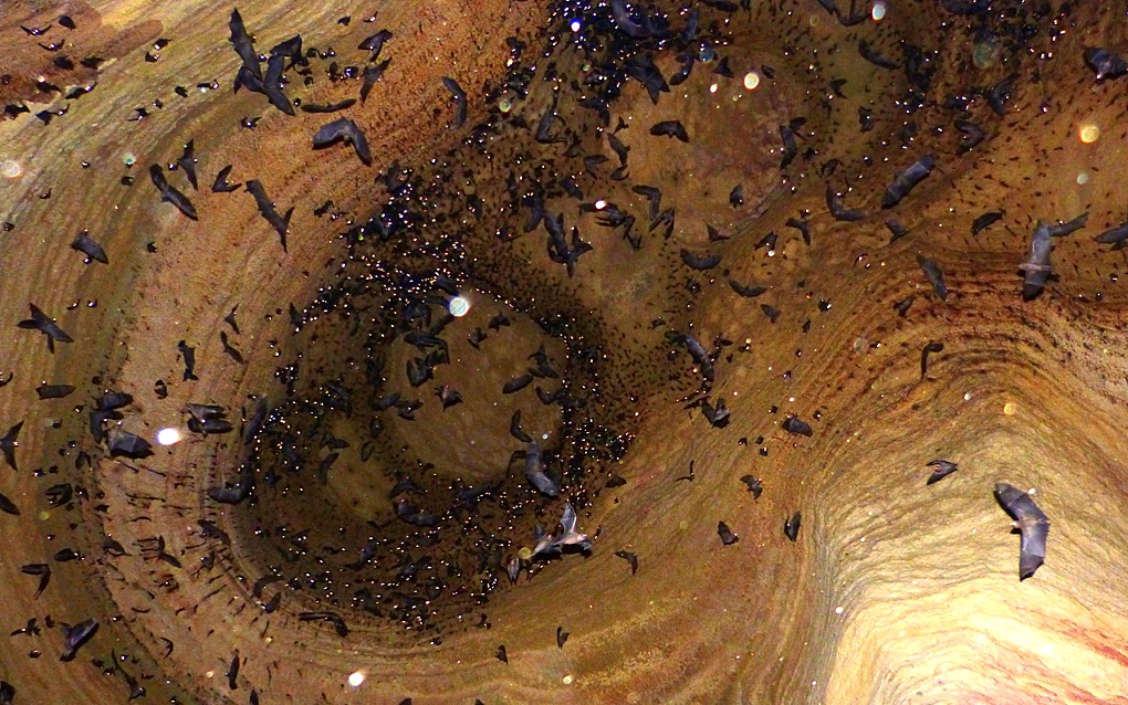 Dawn Bats (Eonycteris spelaea)_Baratang